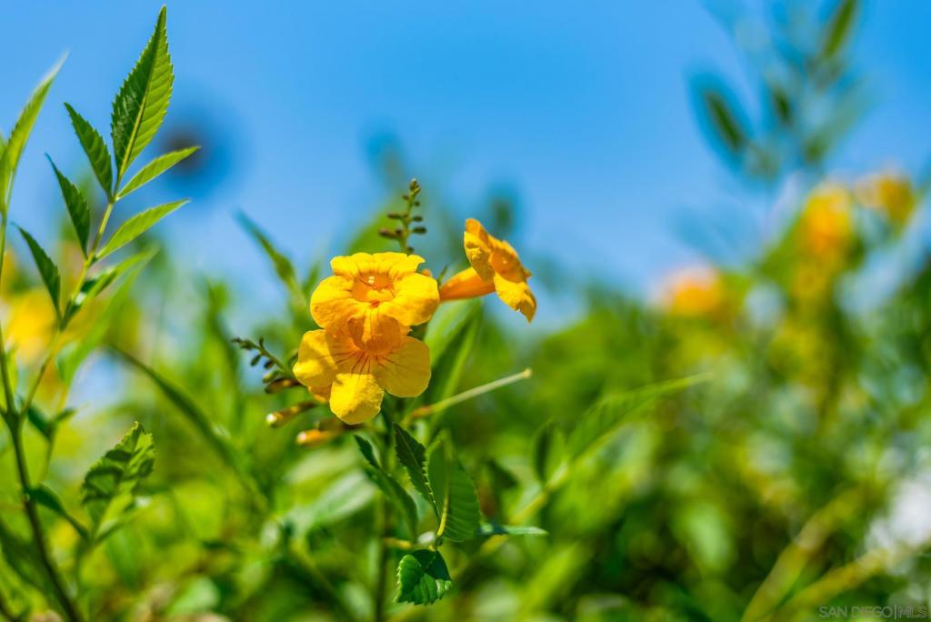 https://media.crmls.org/mediaz/da25ecee-b215-4266-a930-66f7c3e0a583.jpg?preset=X-Large