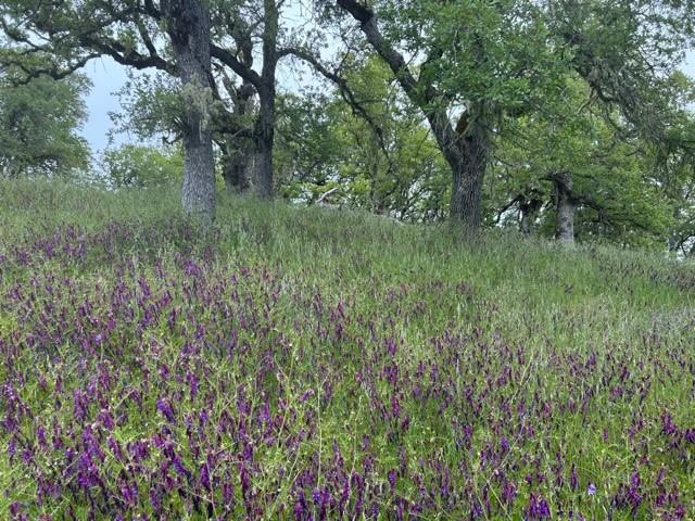 0 Lambert Flat Road, Carmel Valley CA: https://media.crmls.org/mediaz/da2bdb2c-518b-4257-a341-1d24143dd322.jpg