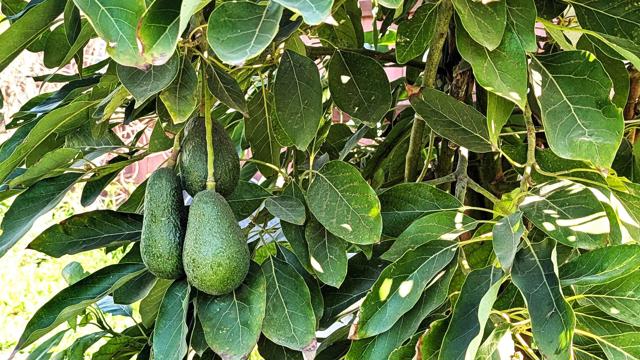 Detail Gallery Image 54 of 64 For 6951 W Lilac Rd, Bonsall,  CA 92003 - 3 Beds | 2 Baths