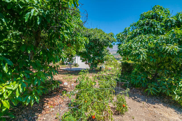 1480 Magnolia Drive, Santa Paula CA: https://media.crmls.org/mediaz/dabff6c7-16f8-4ef3-b9cf-a3c492a9207f.jpg