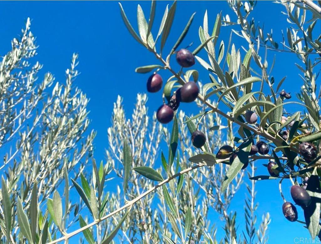 MLS #NDP2410465 image #13