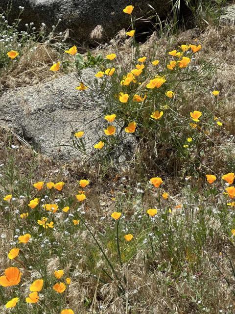 Detail Gallery Image 71 of 75 For 25770 E Grade Road, Santa Ysabel,  CA 92070 - 2 Beds | 2 Baths