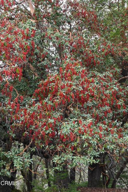 Detail Gallery Image 44 of 59 For 24051 Fig Tree Ln, Yorkville,  CA 95494 - – Beds | – Baths