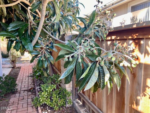 Loquat Tree