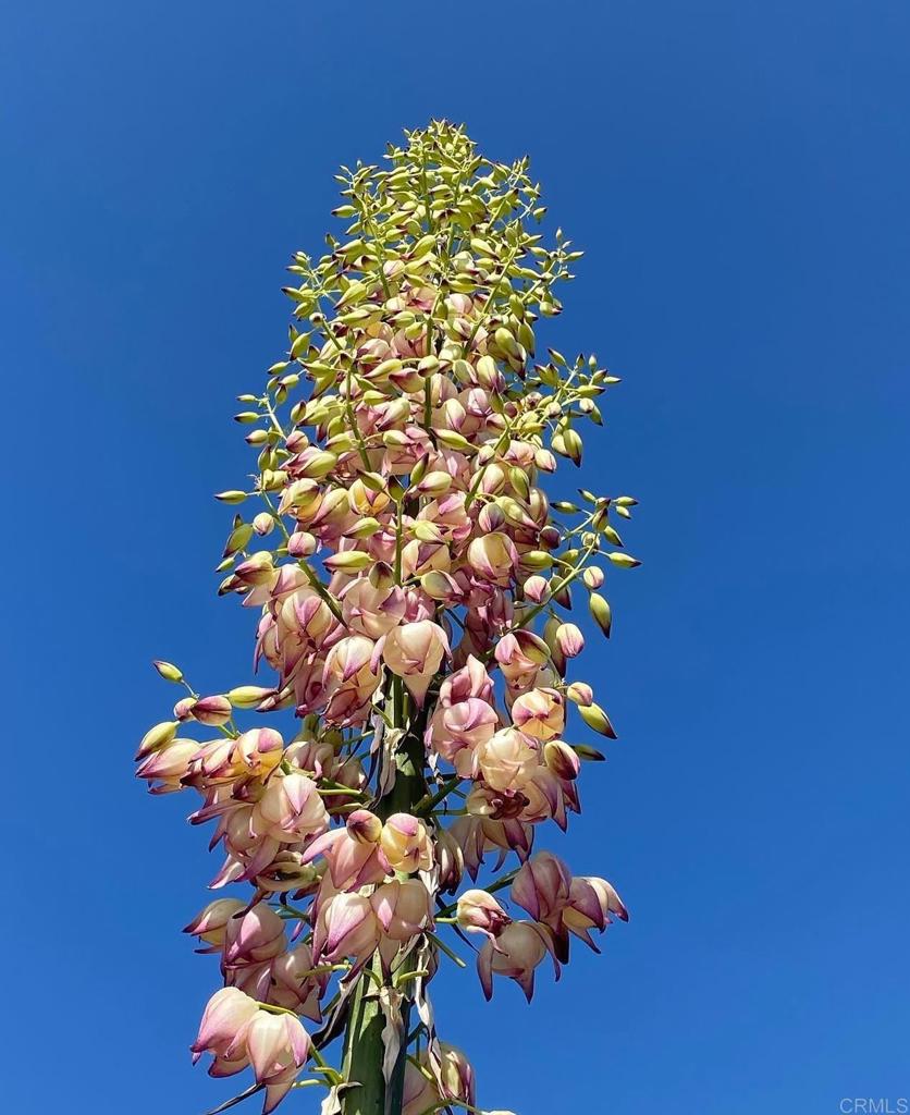 MLS #NDP2410465 image #27