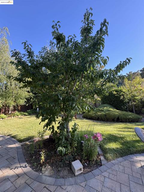 8 Juniper Way, Moraga CA: https://media.crmls.org/mediaz/dcfffe87-7e32-4a07-889f-39245302c264.jpg