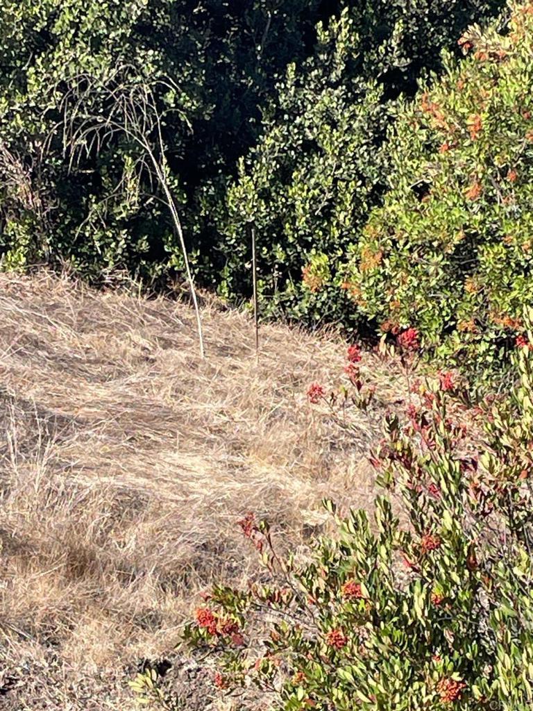 MLS #PTP2407091 image #16