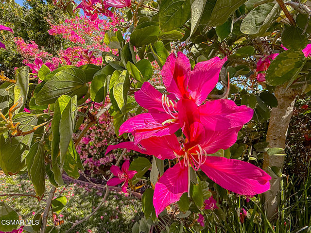 Image 60 of 67 For 388 Via Cresta