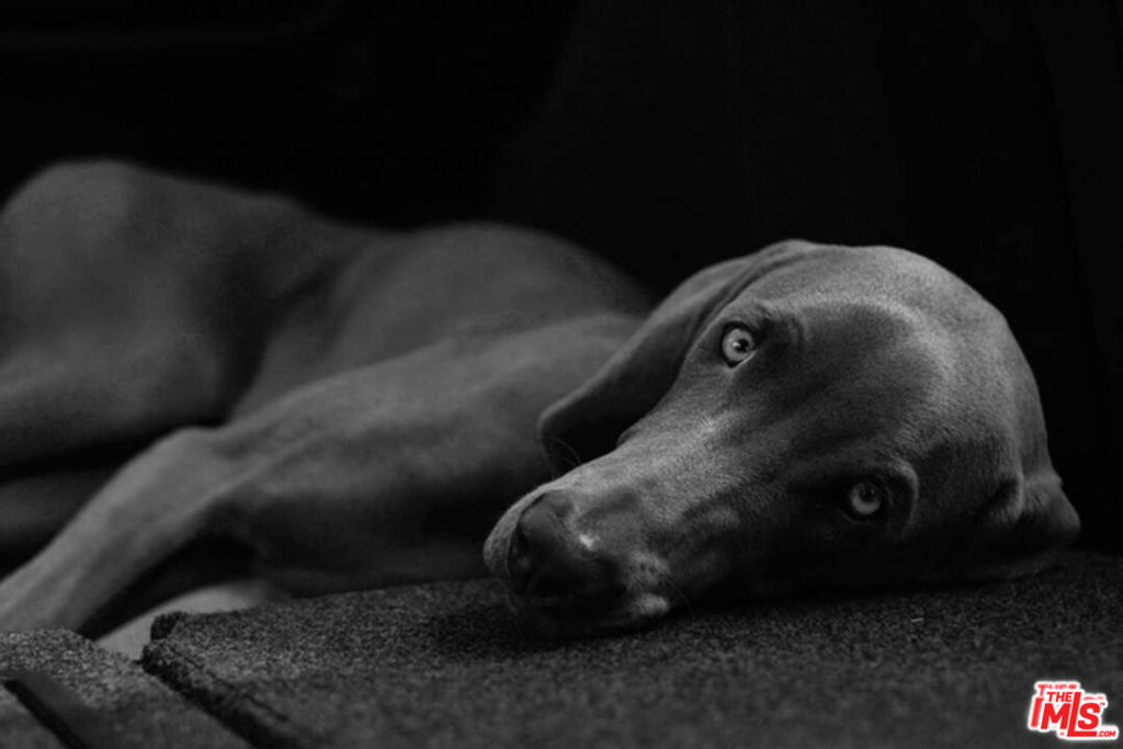 https://media.crmls.org/mediaz/dd95920a-de3a-48b7-963d-142d074f6fae.jpg?preset=X-Large