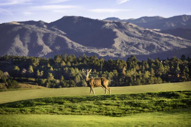 23 Tehama (Homesite 40), Carmel CA: https://media.crmls.org/mediaz/de01729c-9867-45cd-b9c3-2cacc5287eef.jpg