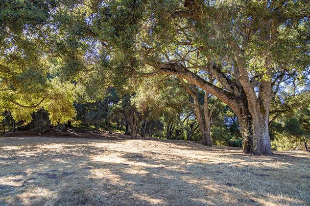 3 Via Vaquera, Carmel CA: https://media.crmls.org/mediaz/de0c94f6-929a-4e81-aa1f-012e1834f484.jpg