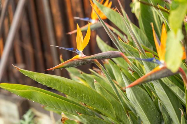 386 Fleming Avenue, San Jose CA: https://media.crmls.org/mediaz/de292250-904d-4175-a88c-aa7f5d82ad7e.jpg