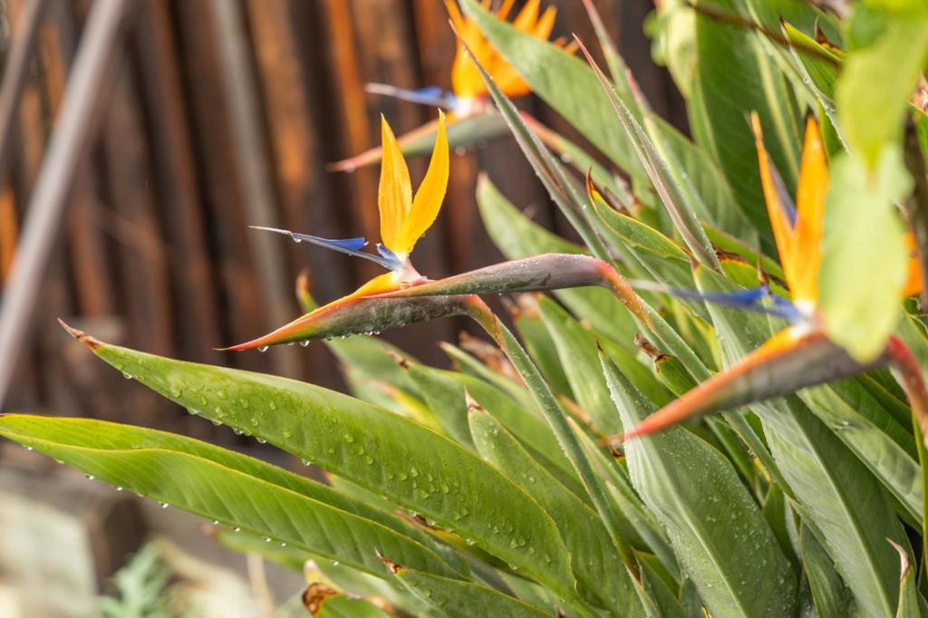 MLS #ML82027646 image #77