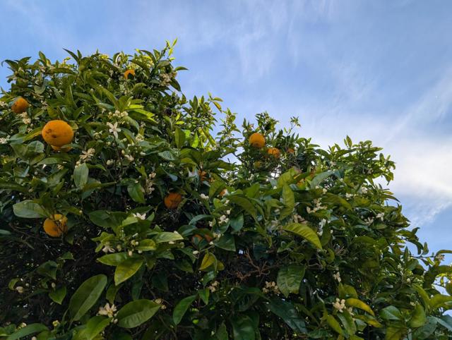 631 Almar Avenue, Santa Cruz CA: https://media.crmls.org/mediaz/de3606e4-cf11-4971-84d6-167a6742dae4.jpg