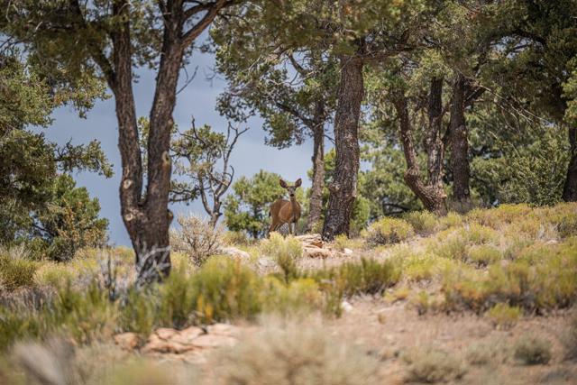 550 Eagle Ridge, Big Bear CA: https://media.crmls.org/mediaz/de60e205-0ba7-4c74-b343-aacadc193869.jpg