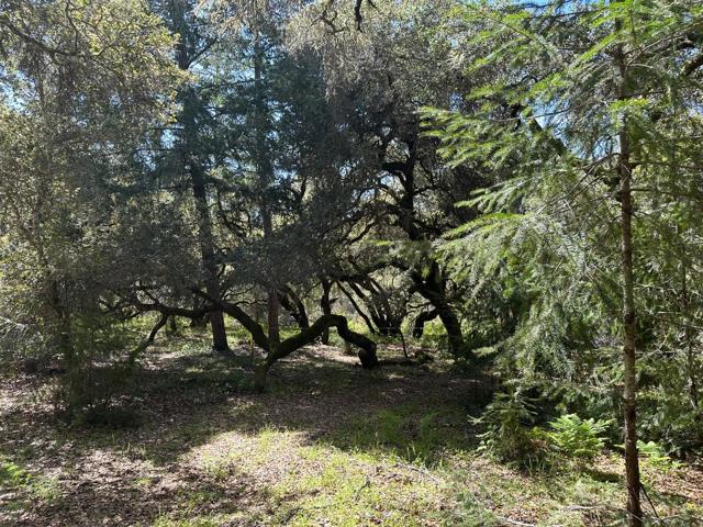 0 Hidden Glen Drive, Scotts Valley CA: https://media.crmls.org/mediaz/def84d0c-4b79-41ed-bf67-4102138f9e95.jpg