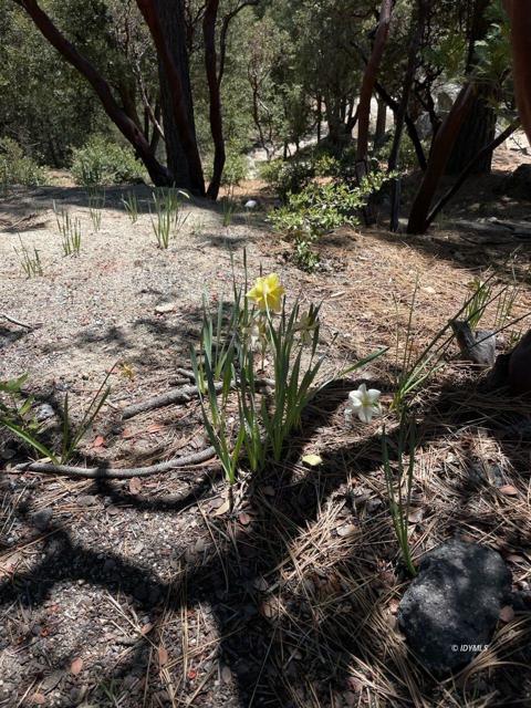 0 Northridge, Idyllwild CA: https://media.crmls.org/mediaz/df3ecec7-2767-4ed1-bb12-c751c47ca106.jpg