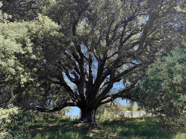 5750 Forest Meadows, Julian CA: https://media.crmls.org/mediaz/df55aa3a-75a2-47a7-af9a-b0b0a36b1bd4.jpg
