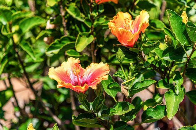 7945 Shadow Hill Dr, La Mesa CA: https://media.crmls.org/mediaz/df6d8244-91fc-49f5-9ffd-46a312d43685.jpg