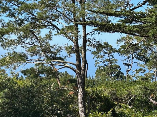 4021 Sunridge Road, Pebble Beach CA: https://media.crmls.org/mediaz/dfbadc58-1d38-47f0-a7bb-808c5dc7be33.jpg