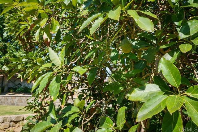 1139 Big Oak Ranch Rd., Fallbrook CA: https://media.crmls.org/mediaz/dfca66da-07f8-4949-abbf-37786ee3bace.jpg