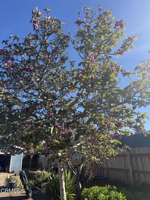 Detail Gallery Image 16 of 25 For 1361 E Oak St, Fort Bragg,  CA 95437 - 2 Beds | 2 Baths