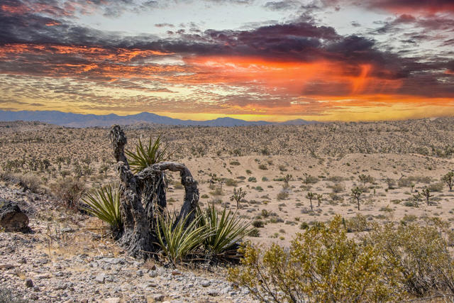 57349 Mesa Drive, Yucca Valley CA: https://media.crmls.org/mediaz/e0313d61-d318-4423-9202-de5c171e7306.jpg