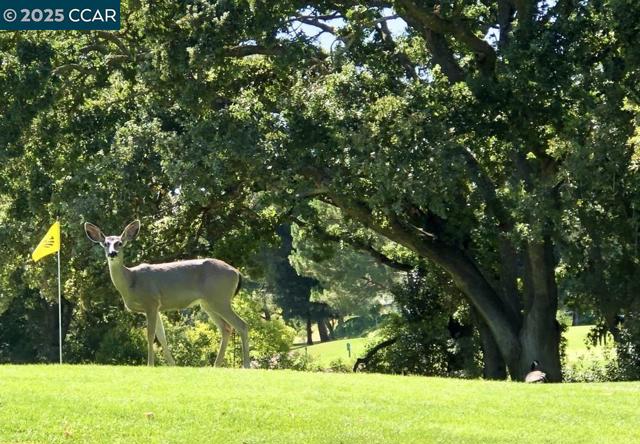 2933 Ptarmigan Dr, Walnut Creek CA: https://media.crmls.org/mediaz/e0c5601a-35f9-4e92-a6e4-78036cf512e5.jpg