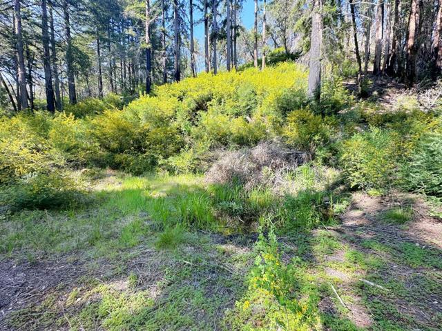 575 Hazel Brake, Boulder Creek CA: https://media.crmls.org/mediaz/e114dc09-68c7-47c4-923a-1b34ccfcc556.jpg