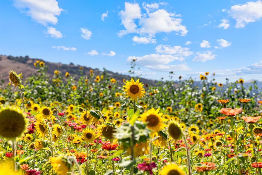 https://media.crmls.org/mediaz/e126c709-a2aa-4ceb-a69e-184fd4c8a40e.jpg?preset=X-Large