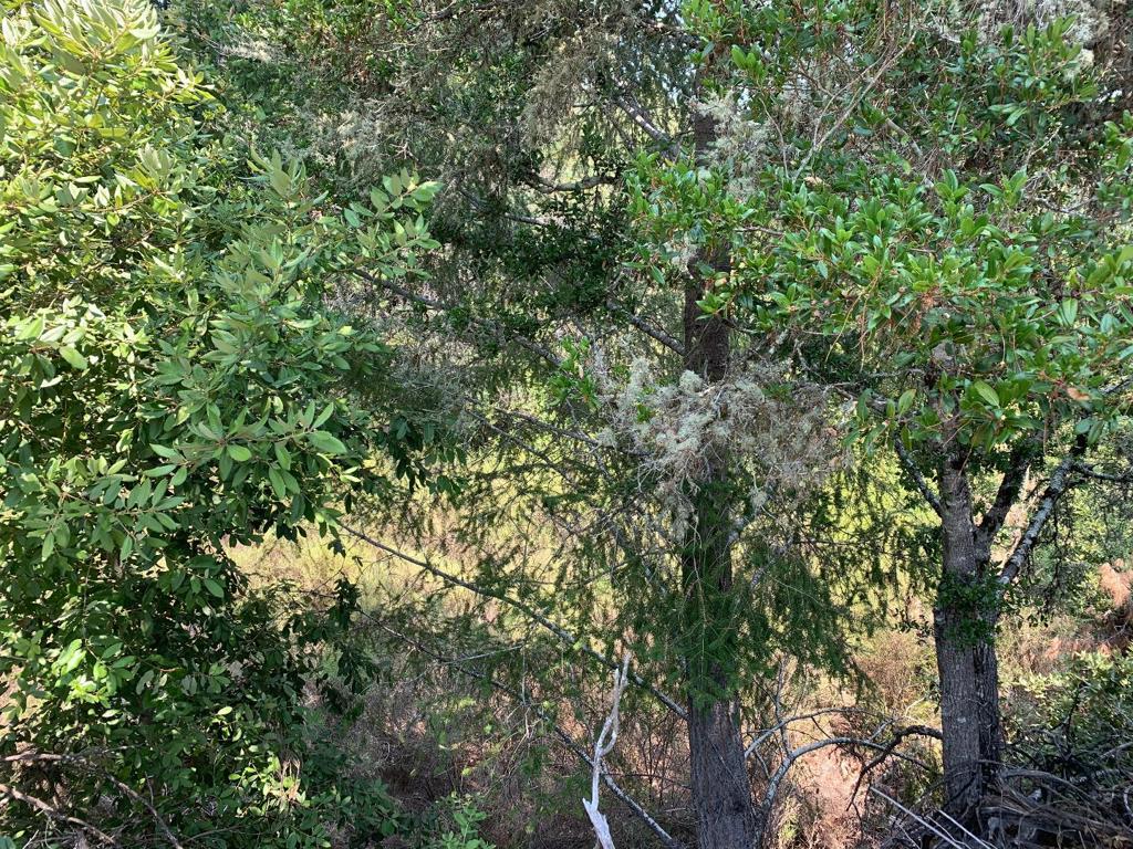 MLS #ML81807489 image #5