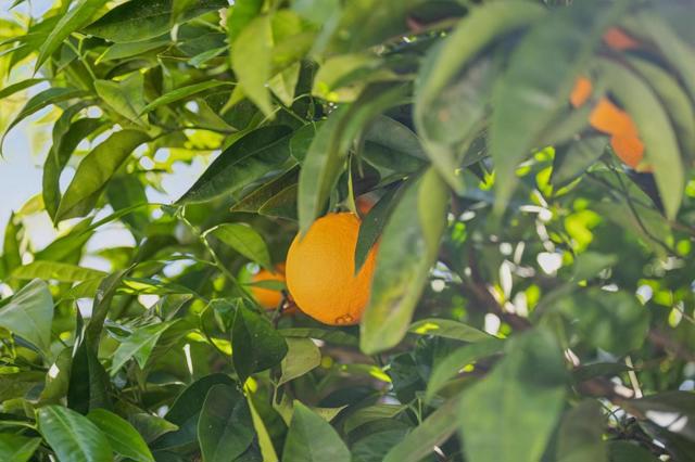 830 Monte Rosa Drive, Menlo Park CA: https://media.crmls.org/mediaz/e149c000-a0b4-47ae-acba-d72c332de925.jpg