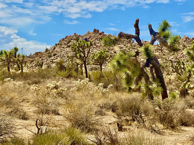 104 Bandera Road, Yucca Valley CA: https://media.crmls.org/mediaz/e156a137-29c8-4245-86e0-84447cc651c7.jpg