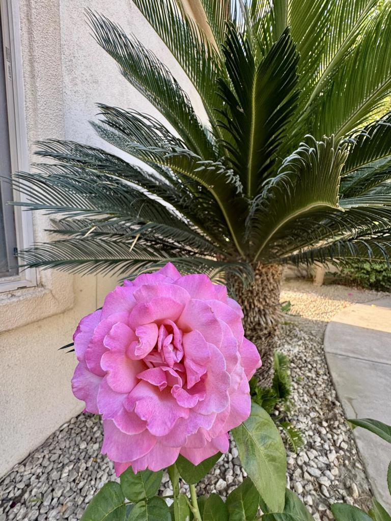 https://media.crmls.org/mediaz/e16fc46d-7cd8-4f5f-a203-7e783eb0349b.jpg?preset=X-Large