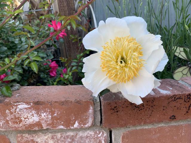 1152 Curtner Avenue, San Jose CA: https://media.crmls.org/mediaz/e1a026b2-55c5-4daa-afe5-c9466b8780fe.jpg