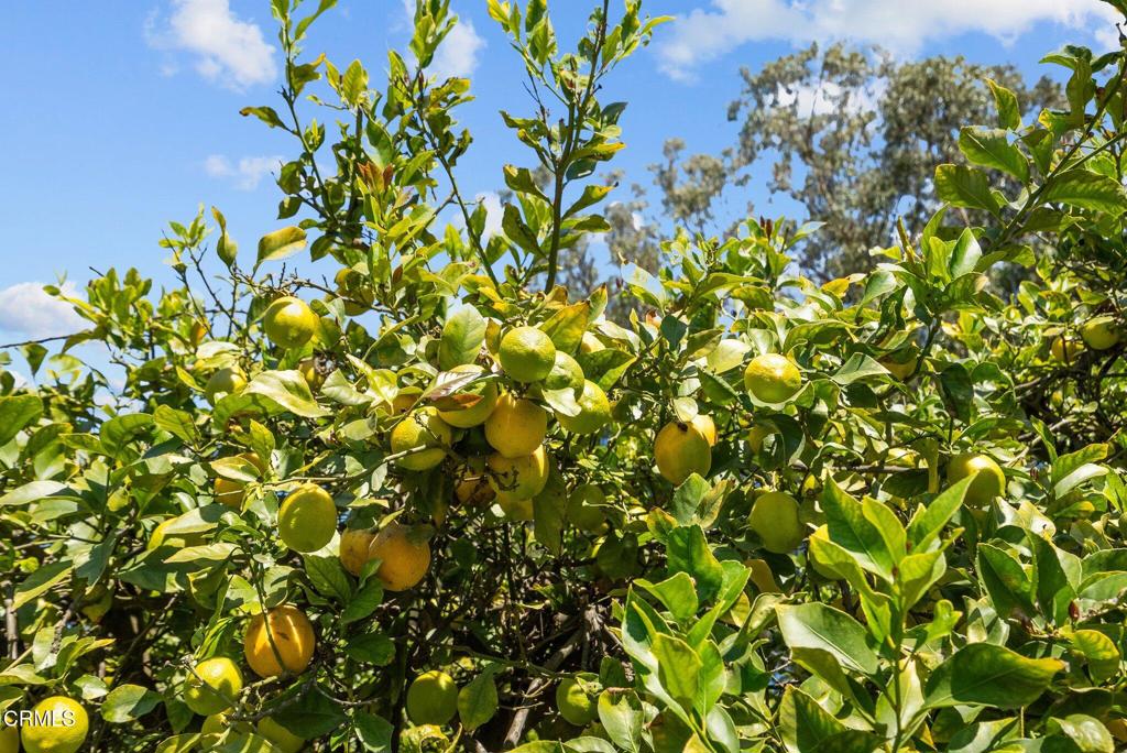 E2025360 B225 4844 Bf01 90C7C4D30Cc9 3171 E Los Angeles Avenue, Somis, Ca 93066 &Lt;Span Style='BackgroundColor:transparent;Padding:0Px;'&Gt; &Lt;Small&Gt; &Lt;I&Gt; &Lt;/I&Gt; &Lt;/Small&Gt;&Lt;/Span&Gt;