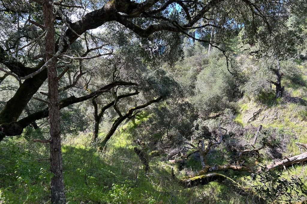 MLS #ML81999376 image #6