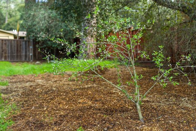 Image 43 of 55 For 9710 Live Oak Avenue