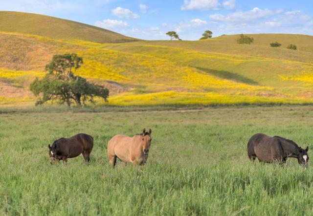 770 Limekiln Road, Hollister CA: https://media.crmls.org/mediaz/e29ba1b9-7181-4faa-aa6a-bf69d43e60e3.jpg