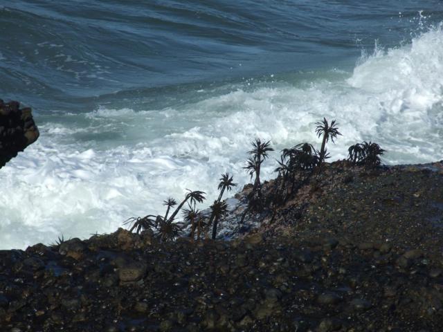 10247 Cabrillo Highway, Pescadero CA: https://media.crmls.org/mediaz/e3d8c8fc-4e47-4b44-9833-14a8028783f6.jpg