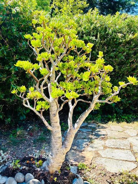 Image 17 of 24 For 520 Redwood Road