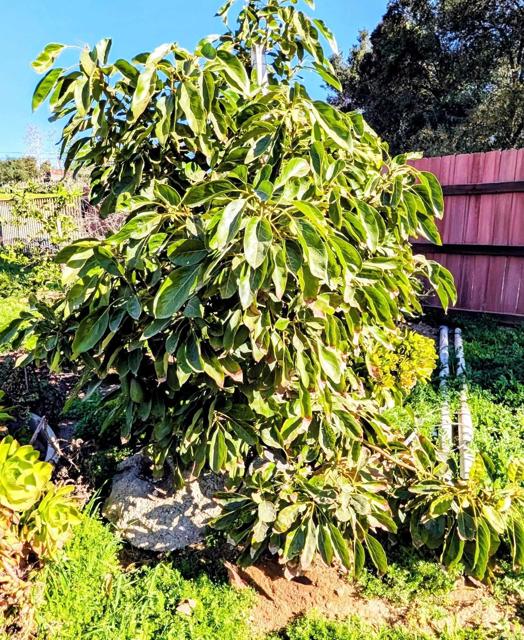 Detail Gallery Image 53 of 64 For 6951 W Lilac Rd, Bonsall,  CA 92003 - 3 Beds | 2 Baths