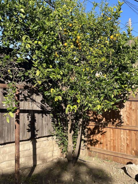 Detail Gallery Image 30 of 47 For 121 E Warner St, Ventura,  CA 93001 - 2 Beds | 1 Baths