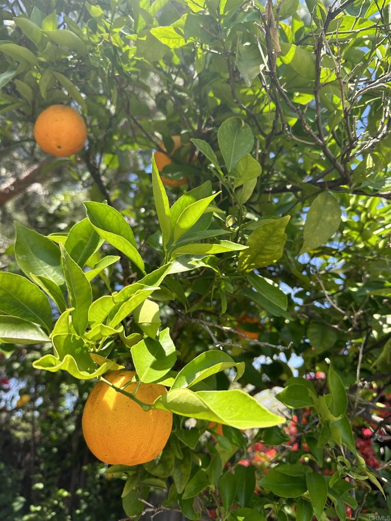 https://media.crmls.org/mediaz/e4c344af-e476-471c-a121-b8a0dee855fd.jpg?preset=X-Large