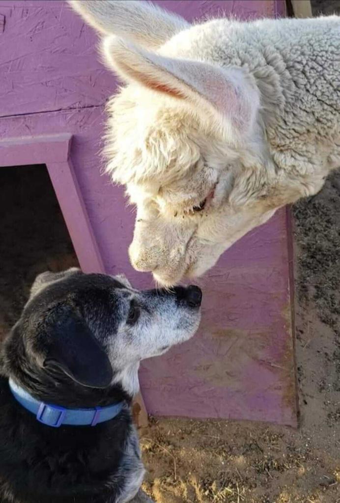 MLS #219138603PS image #35