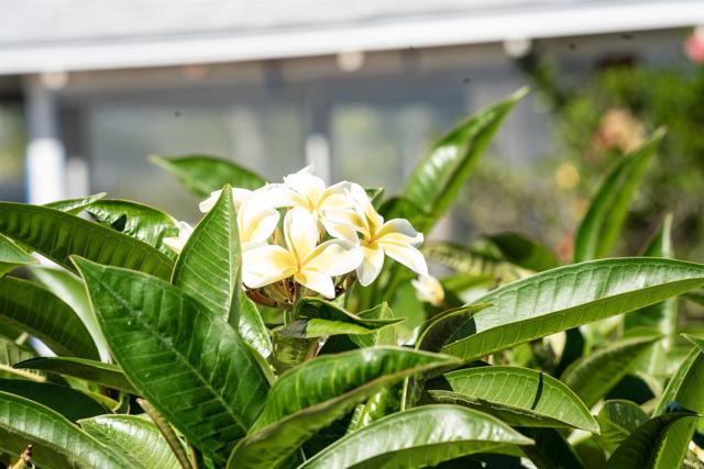 Detail Gallery Image 13 of 36 For 535 Minnesota, Fallbrook,  CA 92028 - 3 Beds | 2 Baths