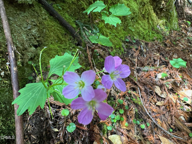 Detail Gallery Image 27 of 41 For 23501 Branscomb Rd, Westport,  CA 95488 - – Beds | – Baths