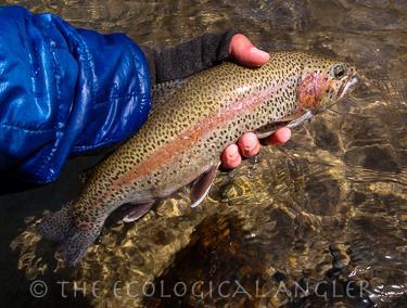 7899 Forest Drive,  CA: https://media.crmls.org/mediaz/e541f7a0-6189-40da-9560-5cf985b71ae5.jpg