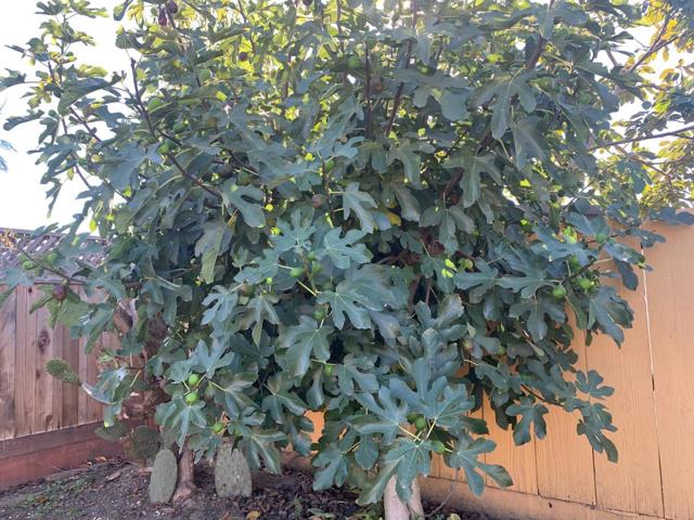 166 Afton Road, Salinas CA: https://media.crmls.org/mediaz/e57d1fcd-308e-4b18-85dd-918c9de3fb8f.jpg