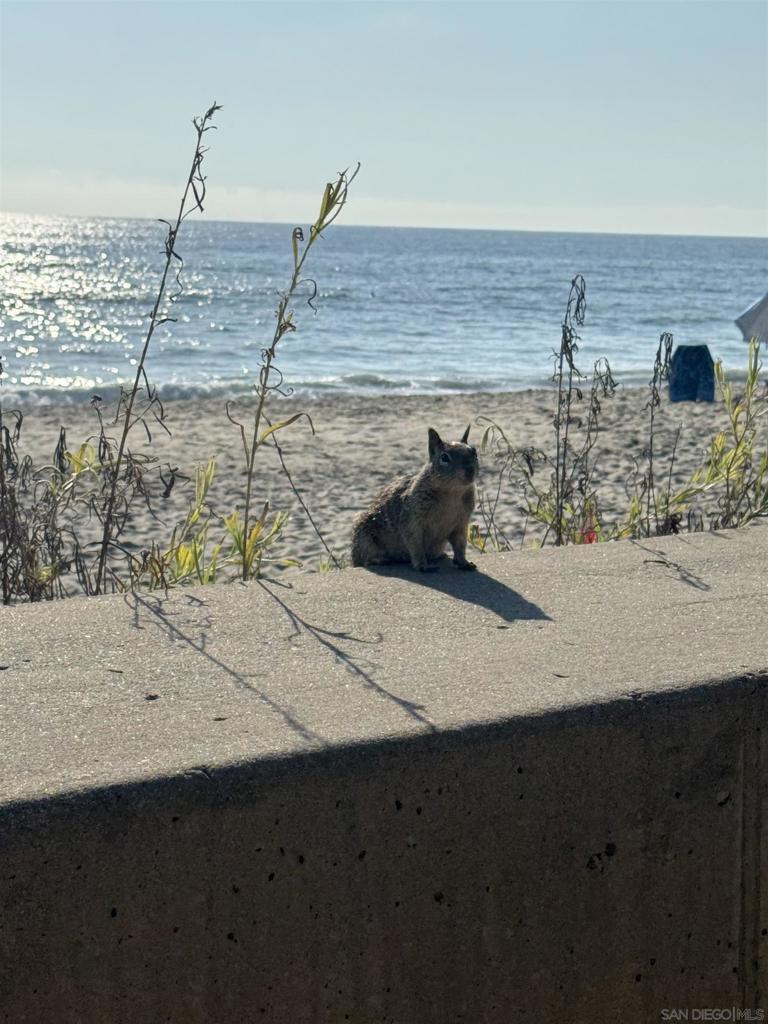 MLS #250036537SD image #39